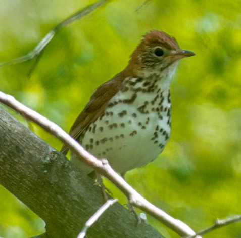 Wood Thrush