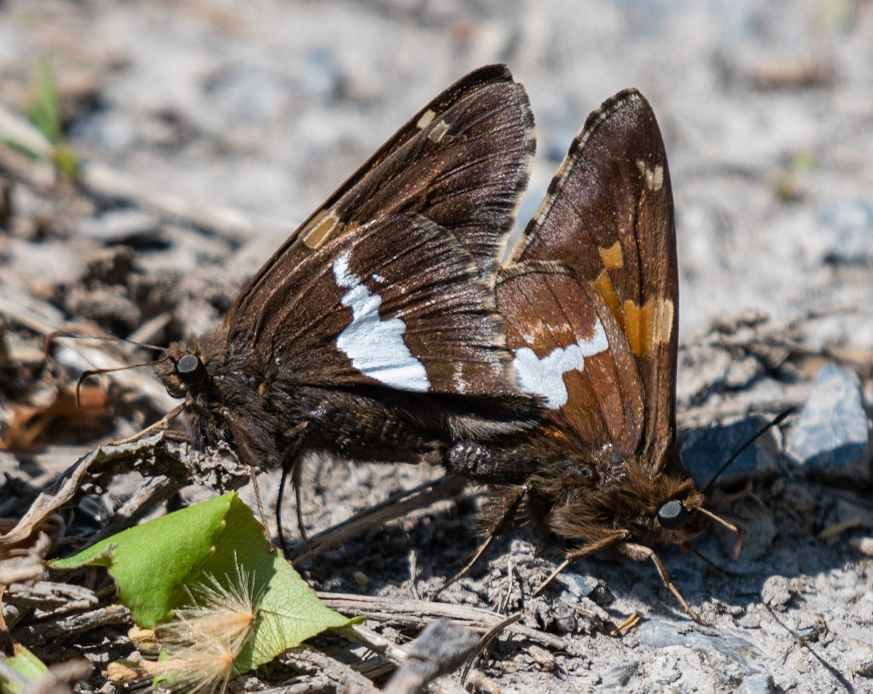 Silver-spotted Skippers
