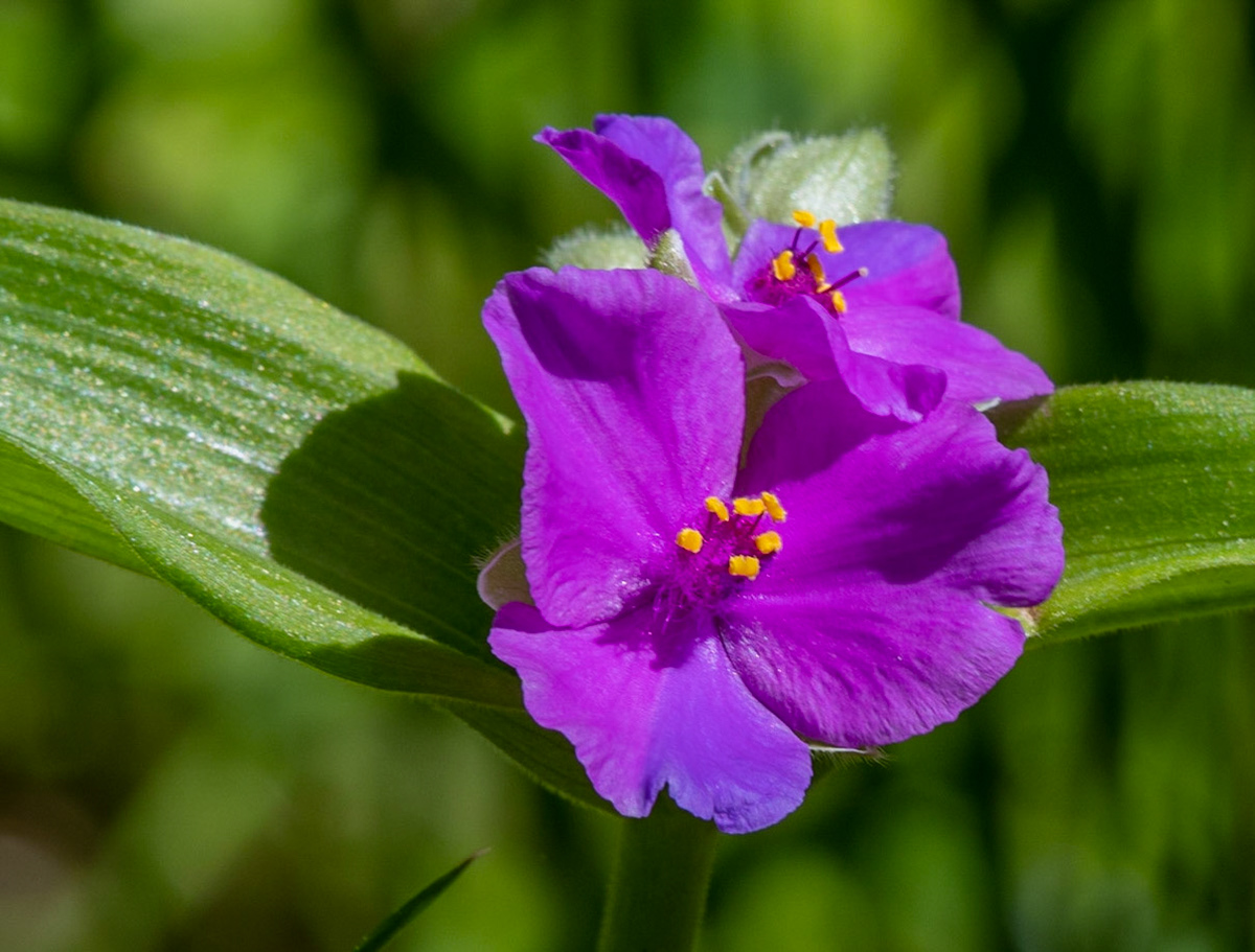 Spiderwort