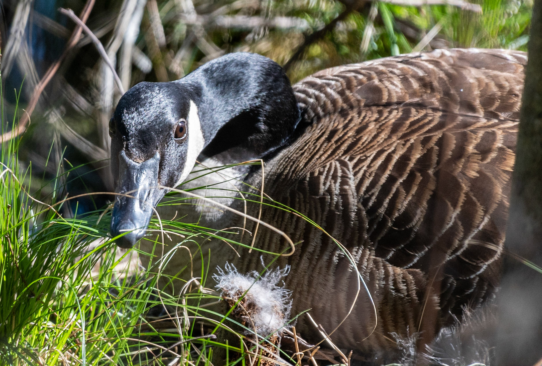 Canada Goose on nest, Falling Creek Park, Bedford County