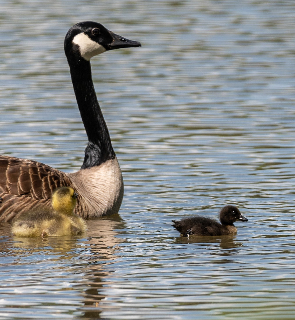 Canada Geese, babies, Libery Lake Park, Bedford County