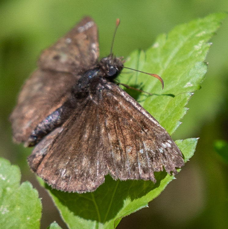 very tired Juvenal's Duskywing