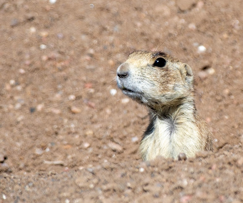 Hutton Lake NWR, WY     White-tailed Prairie Dog