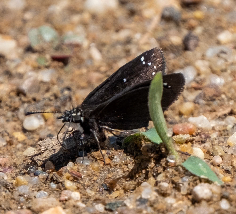 Common Sootywing