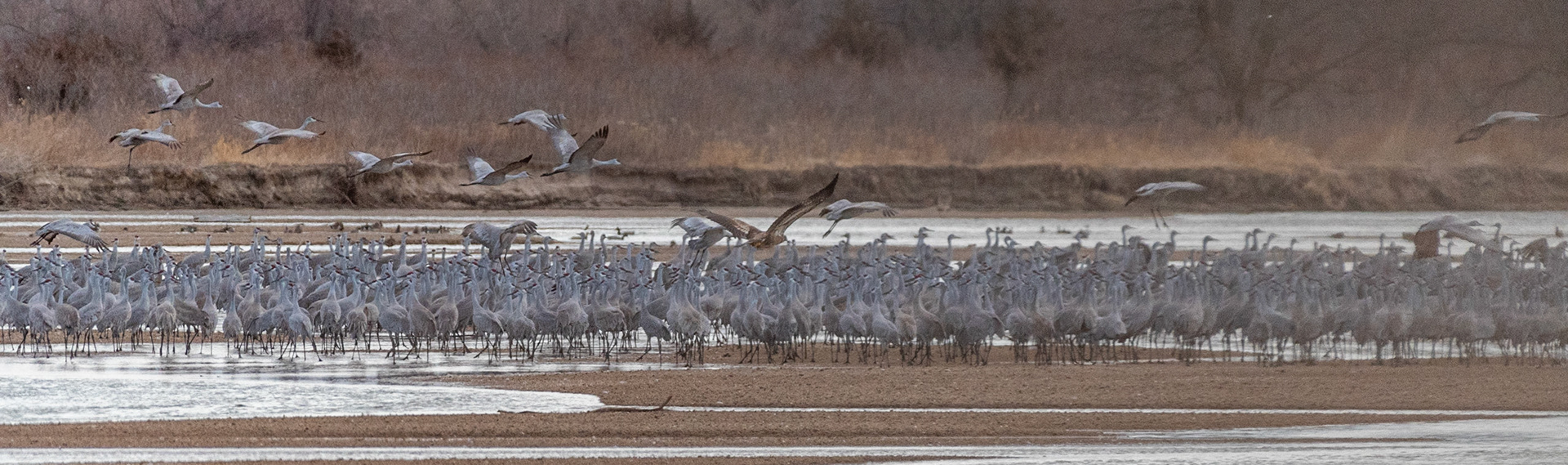 Notice immature Bald Eagle in middle of photo.