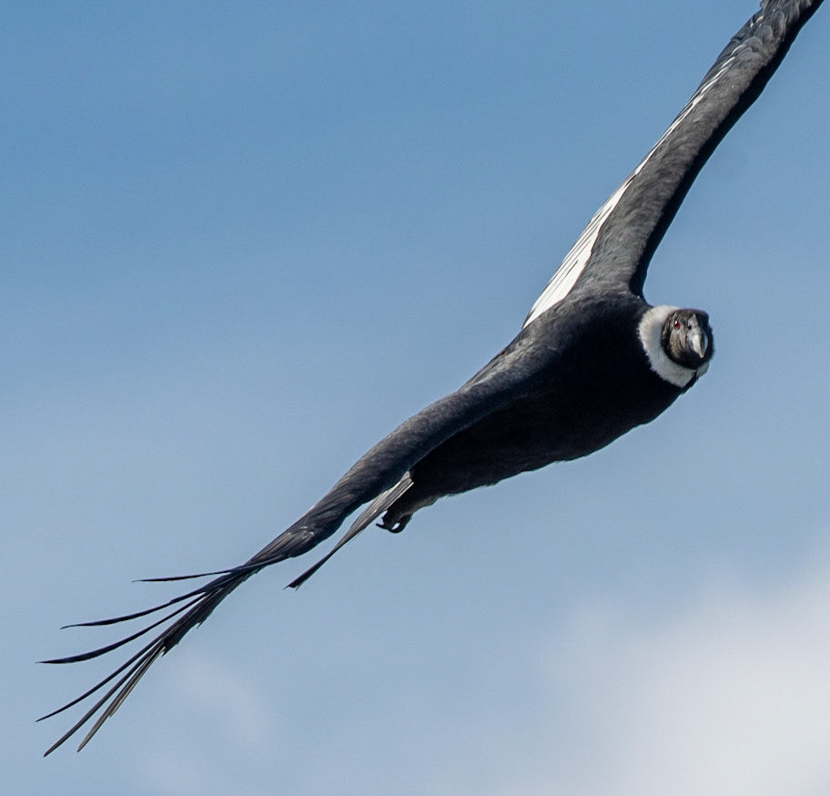 Andean Condor