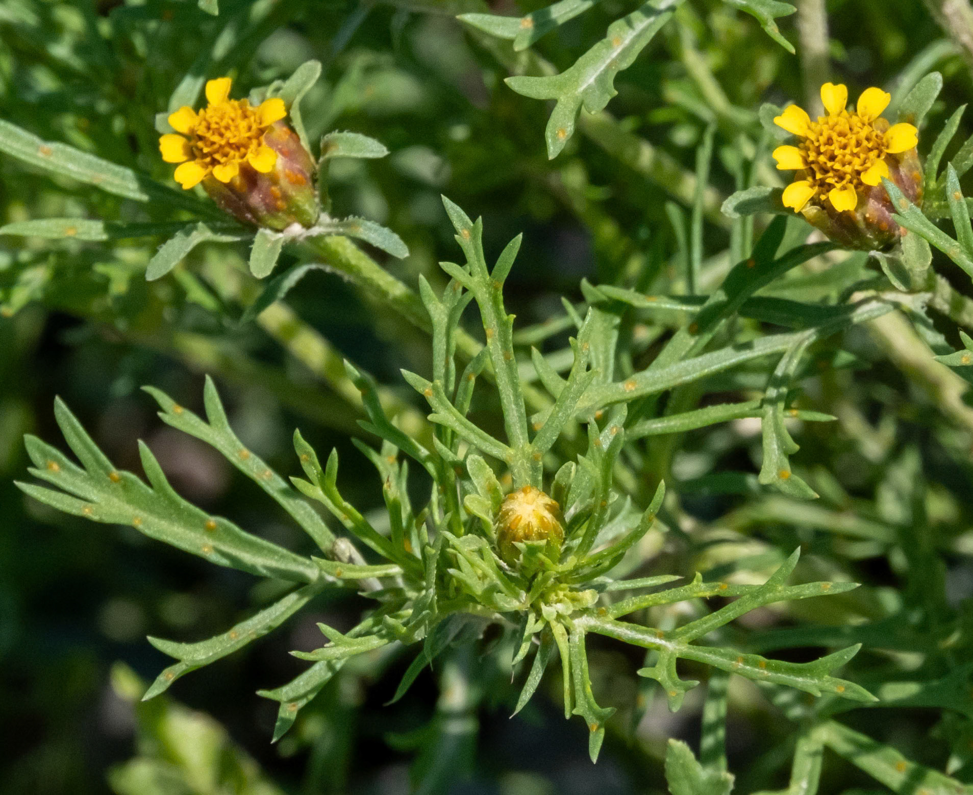Fetid Marigold (what a great name!!)