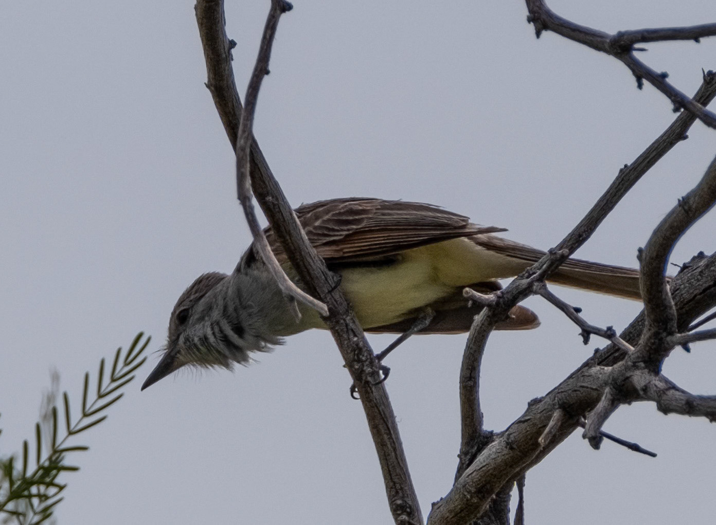 Ash Meadows NWR, Ash-throated Flycatcher