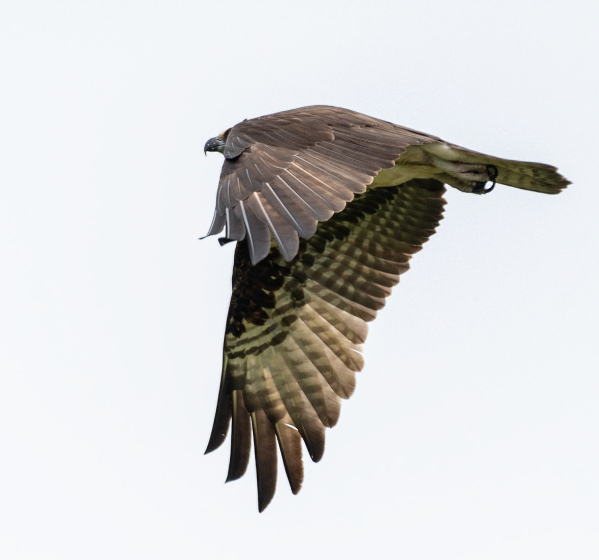 Osprey, Hales Ford Bridge