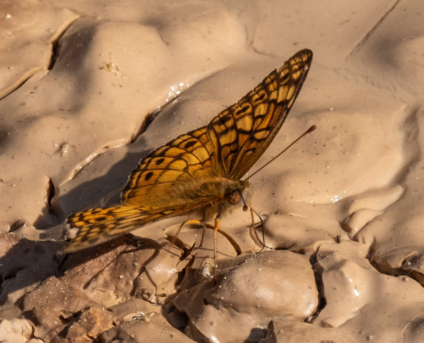 Variegated Fritillary