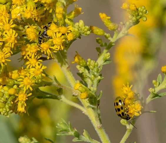 Spotted Cucumber Beetle on Tall Goldenrod