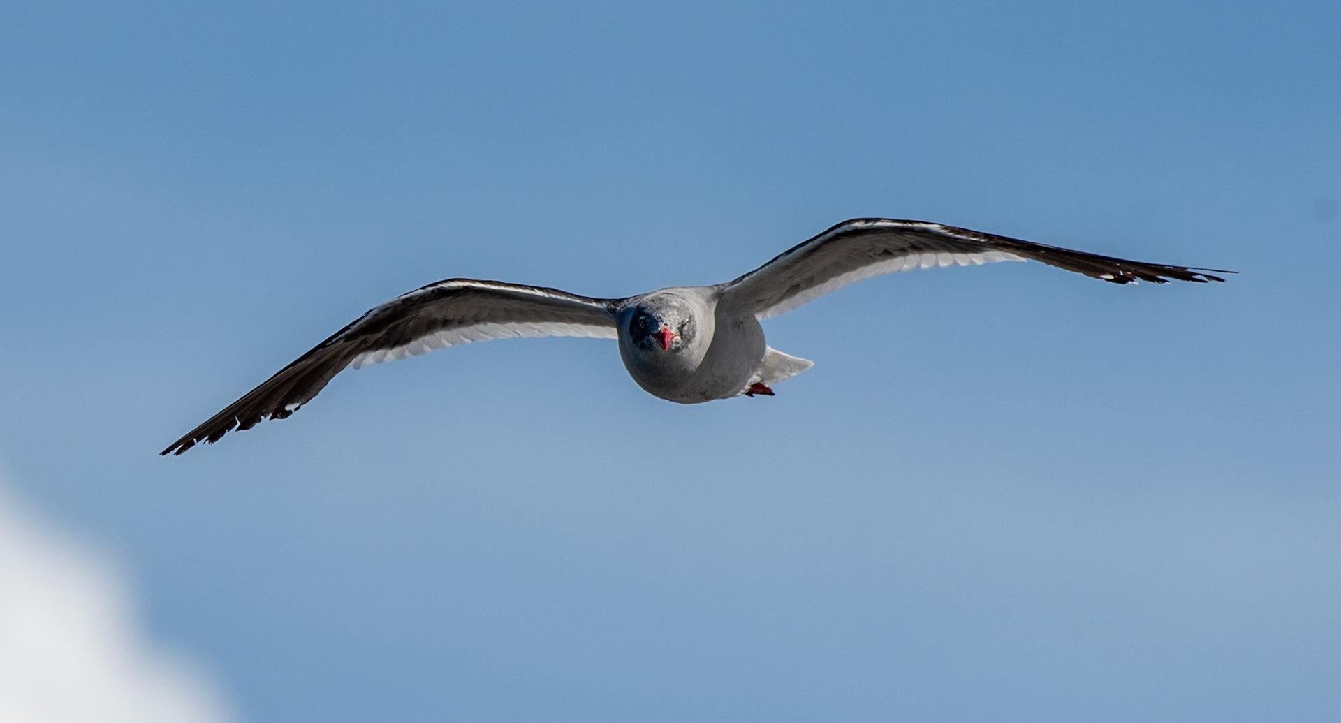 Dolphin Gull