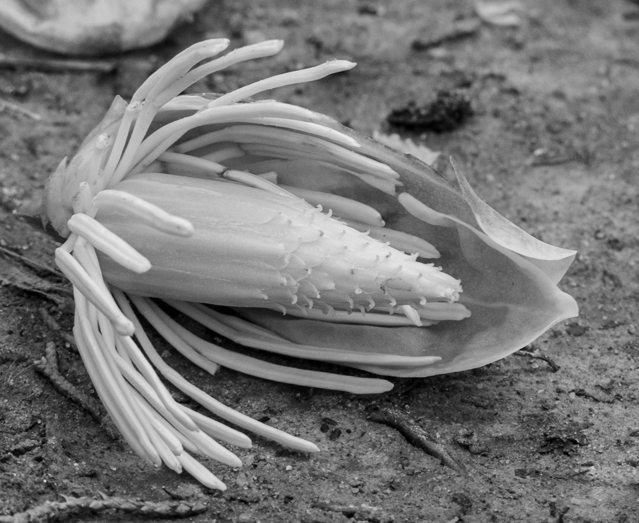 Tulip Poplar blossom