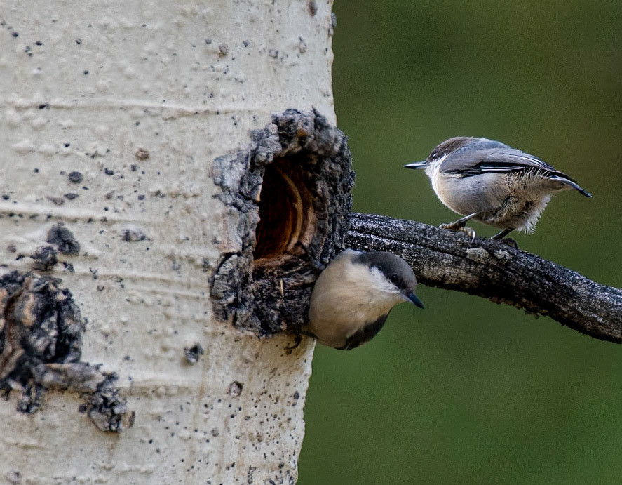 Pygmy Nuthatch