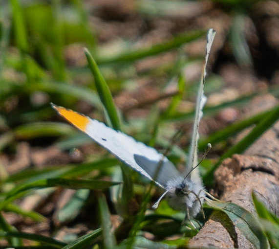 Falcated Orangetip (M)