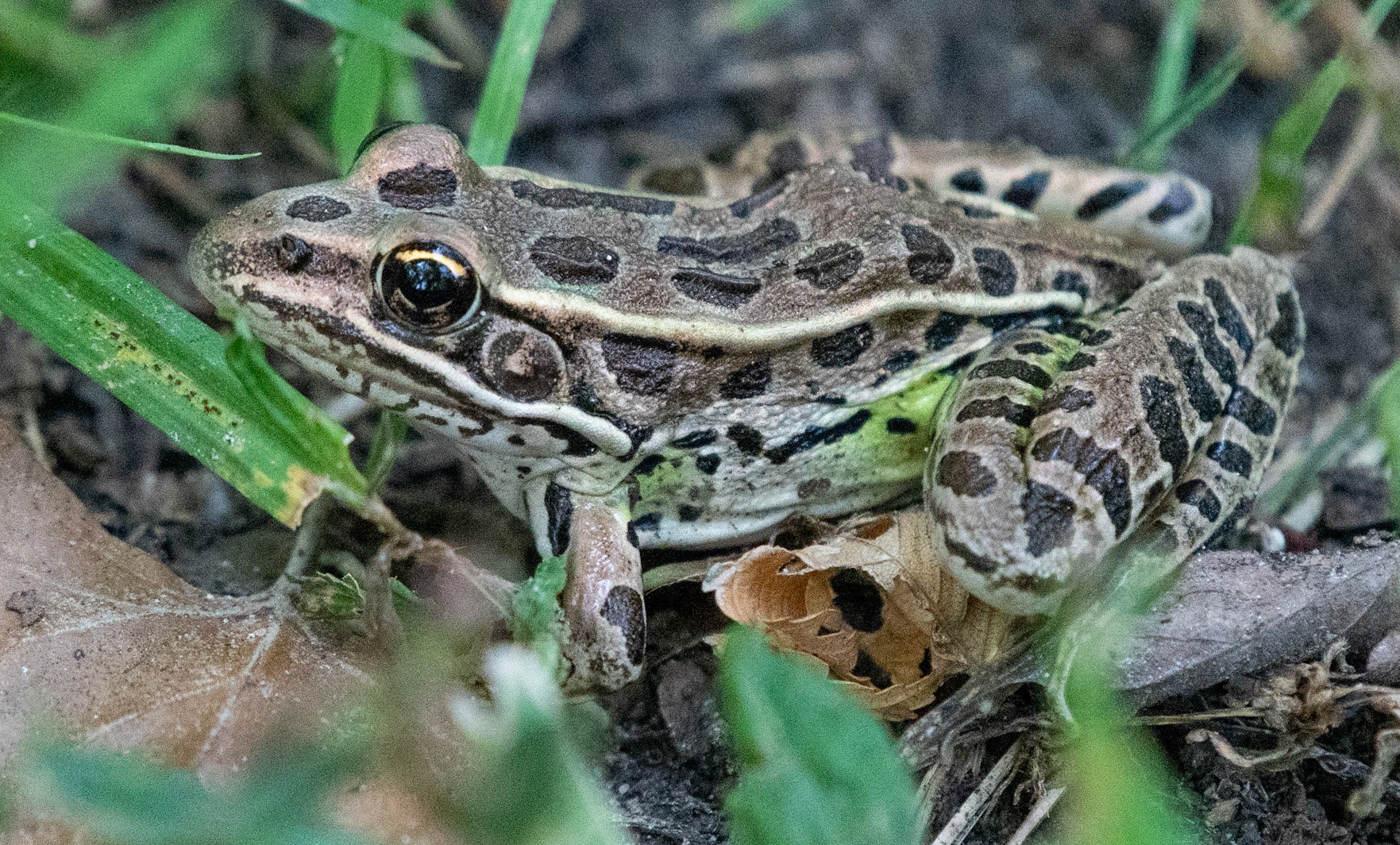 Leopard Frog