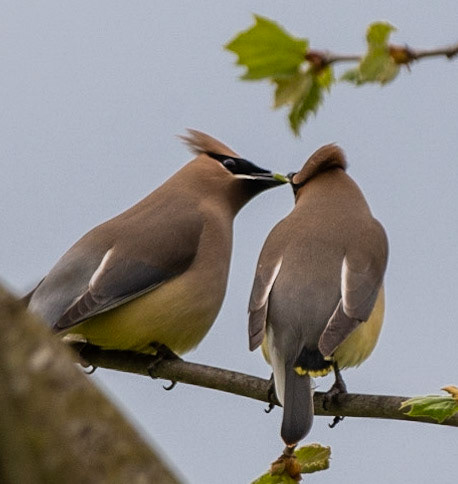 Cedar Waxwings