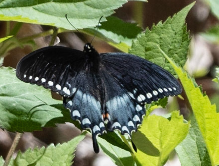 Black Swallowtail