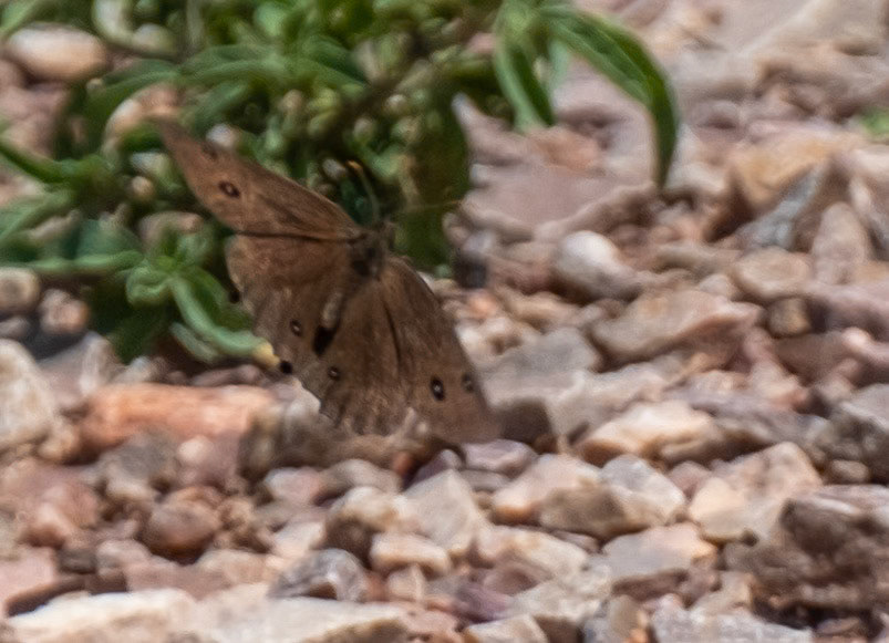 Common Wood-nymph