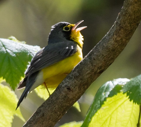 Canada Warbler (M), Radar Road