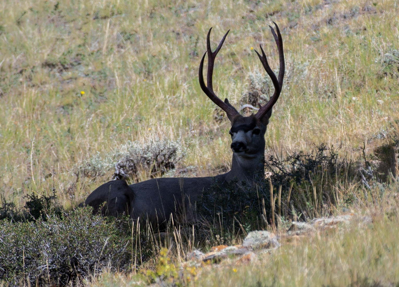 Mule Deer