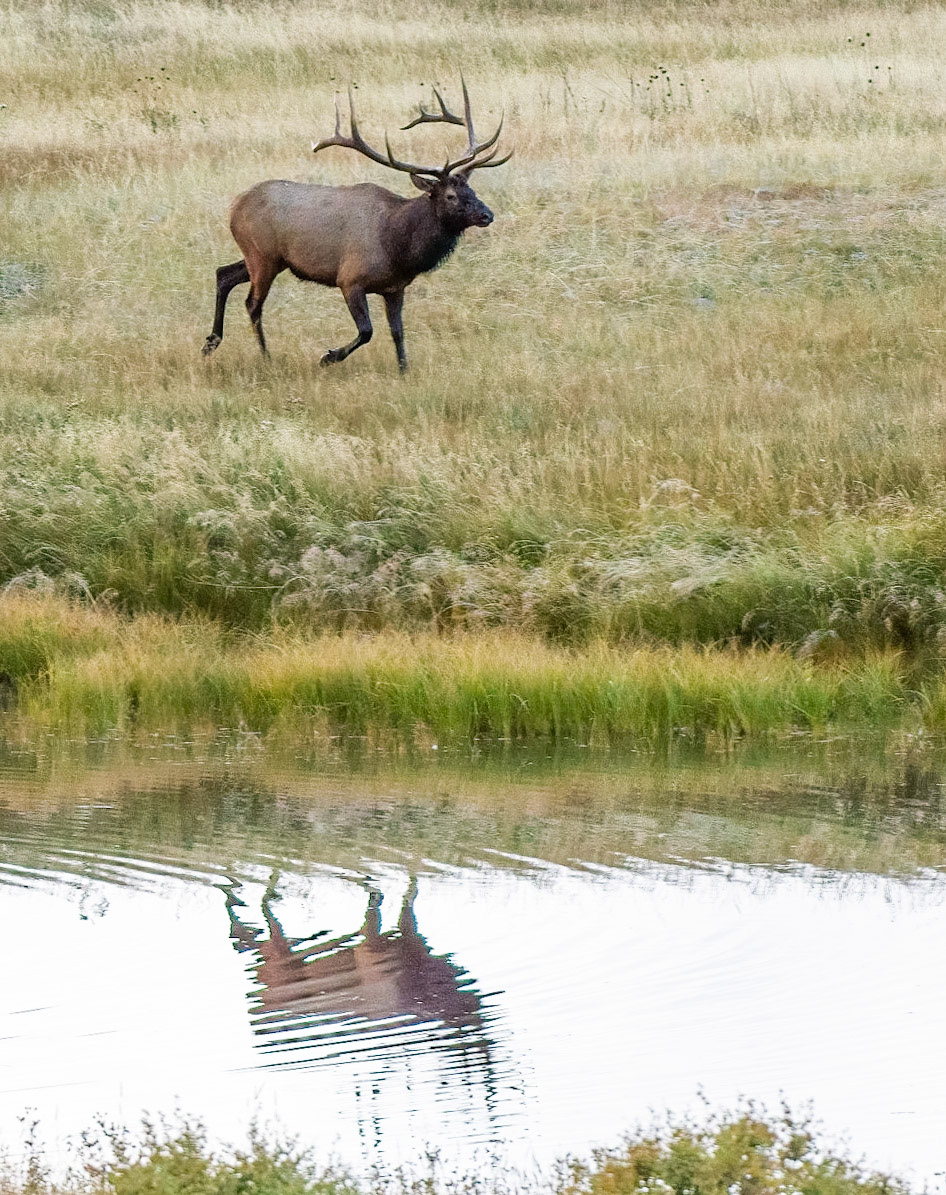 Bull Elk visiting Sheep Lakes