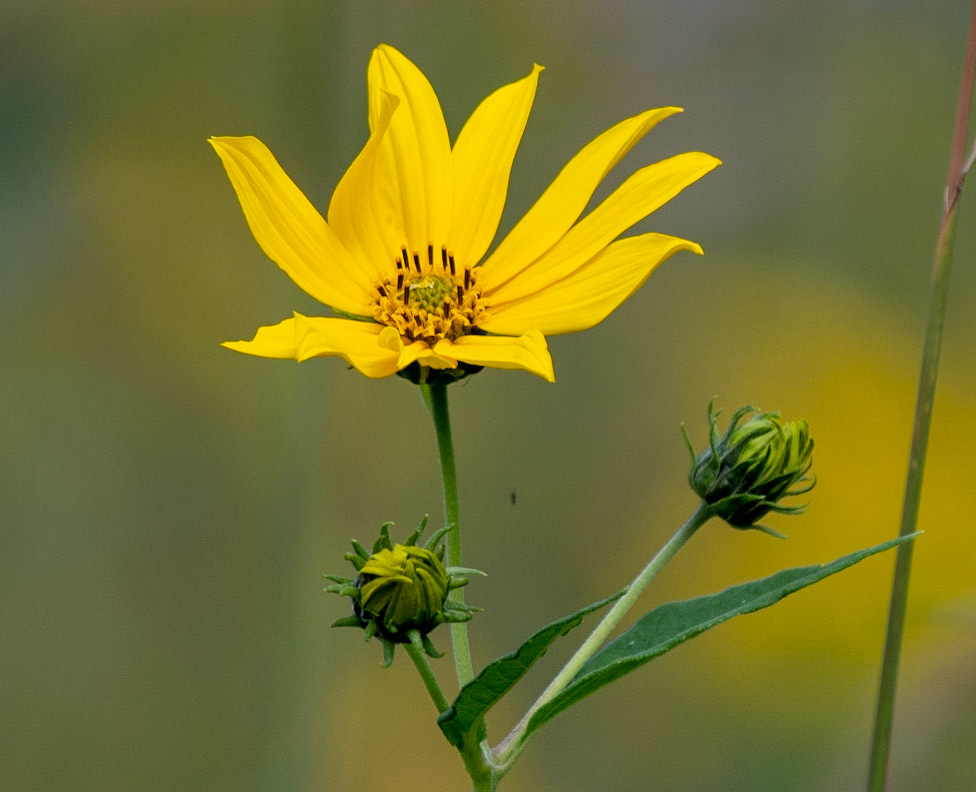 Few-leaf Sunflower