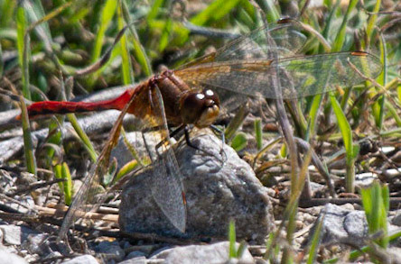 Band-winged Meadowhawk (M)