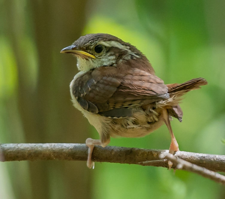 Carolina Wren, juvenile