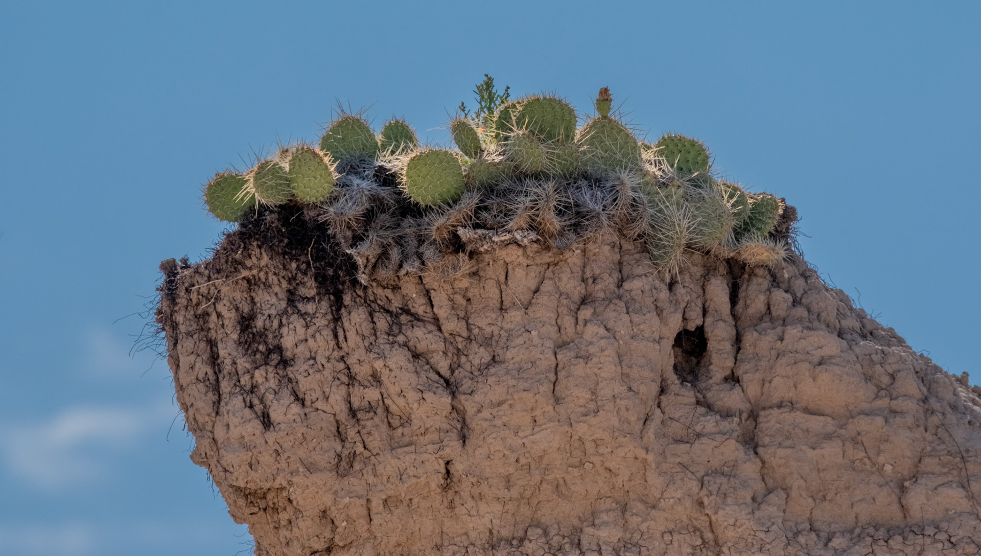 Eastern Prickly Pear