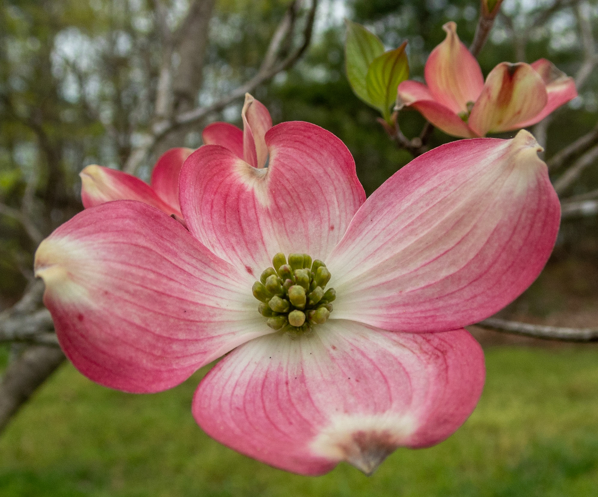 Dogwood