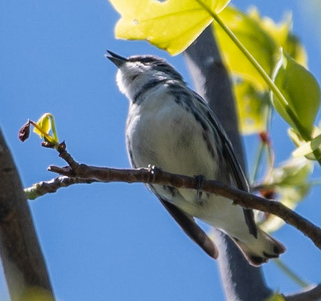 Cerulean Warbler, Warbler Road