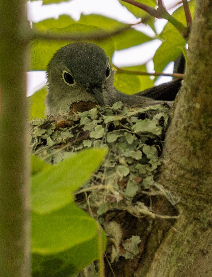 Blue-gray Gnatcatcher building it's nest with lichen