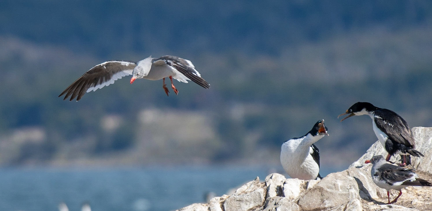 Imperial Cormorant, Dolphin Gull