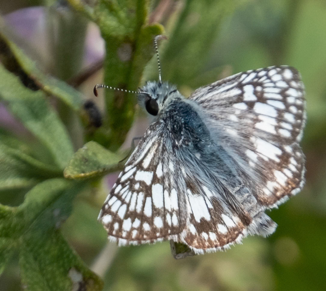 Common Checkered-skipper