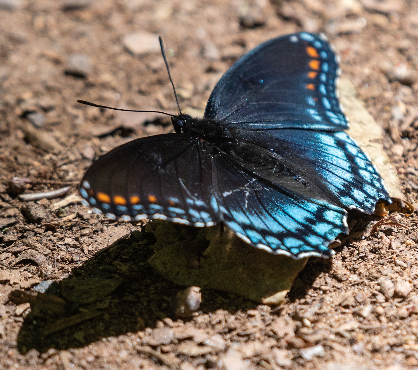 Red-spotted Purple