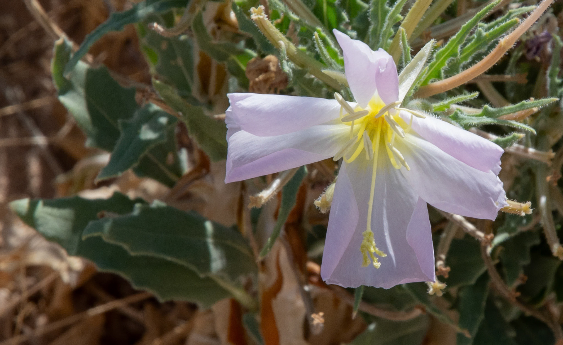 Desert Evening-primrose