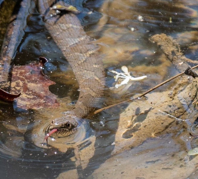 Greenfield Park, Botetourt County