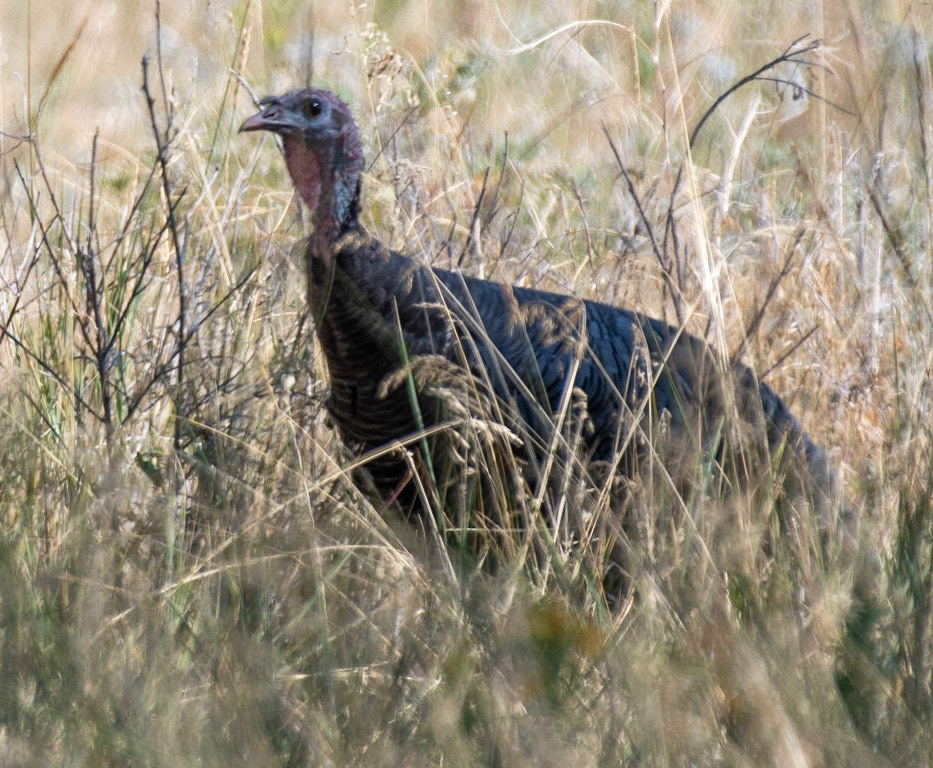 Wild Turkey