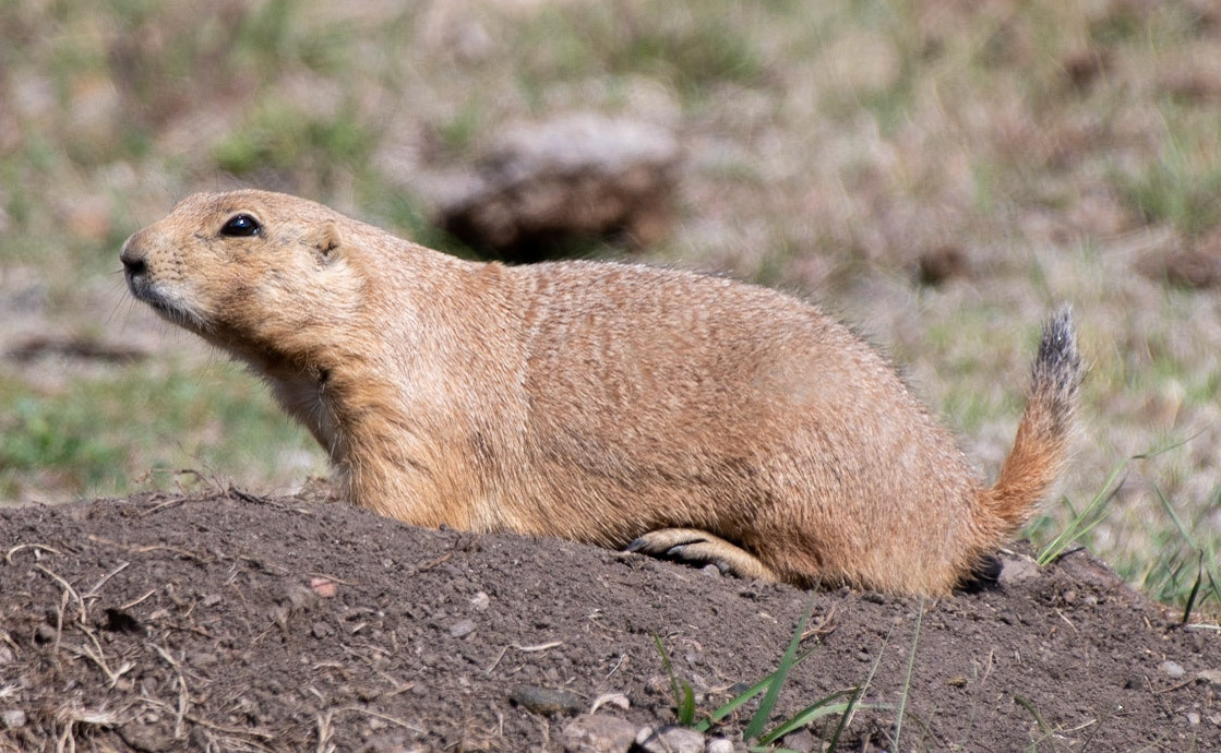 Black-tailed Prairie Dog