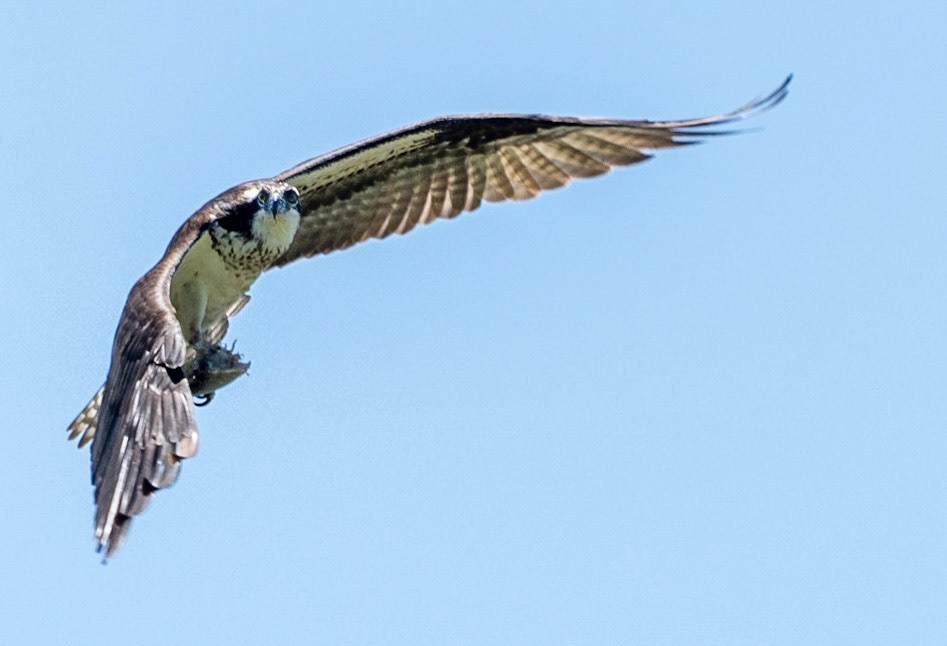 Osprey, Hales Ford Bridge