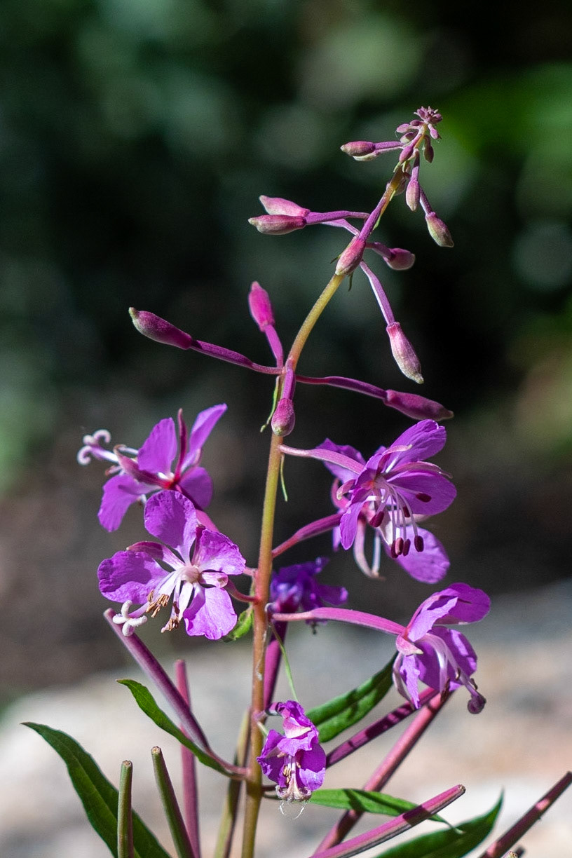 Fireweed