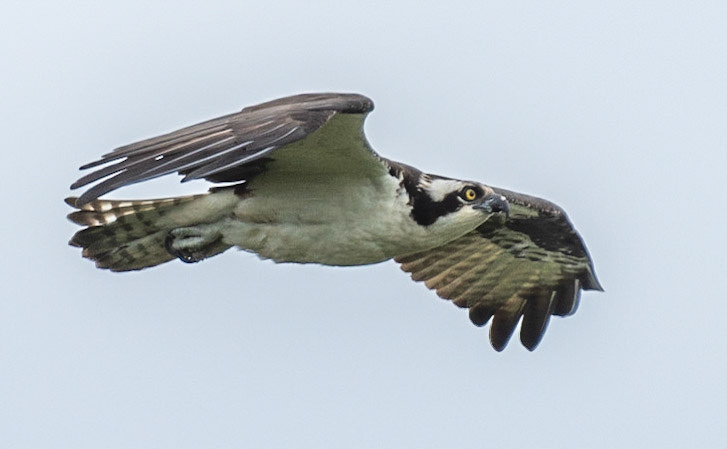 Osprey, Hales Ford Bridge