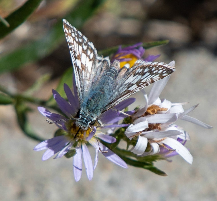 Common Checkered-skipper on Baby White-aster