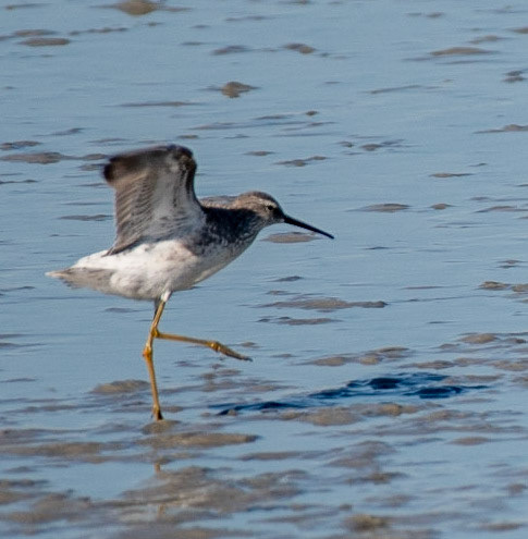 Stilt Sandpiper