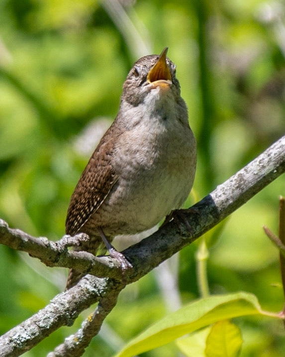 House Wren