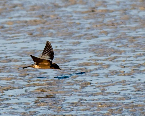 Barn Swallow