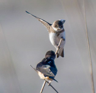 Bank Swallow, Barn Swallow