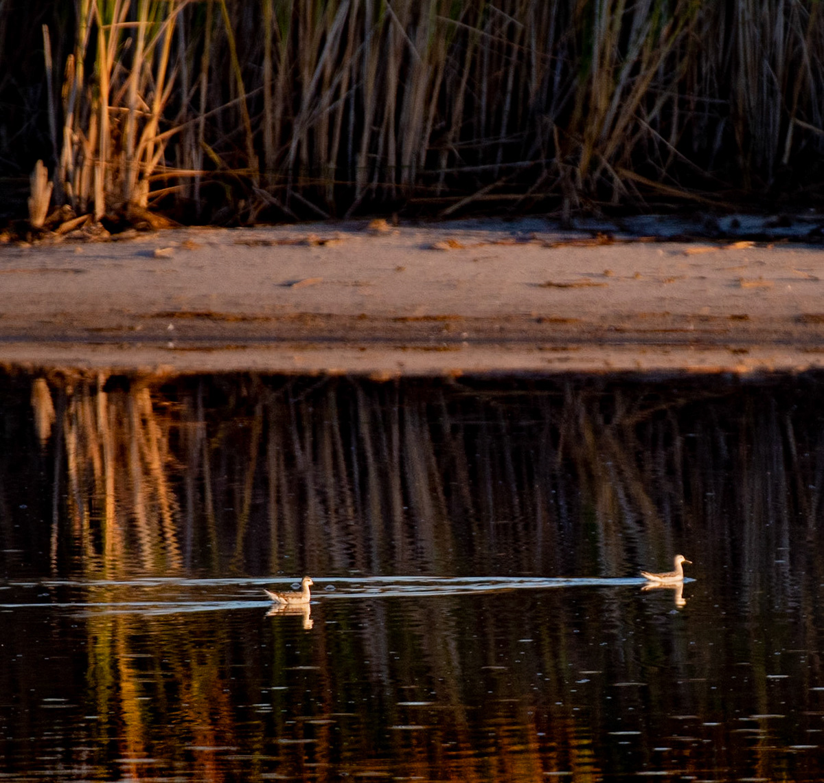 Wilson's Phalarope