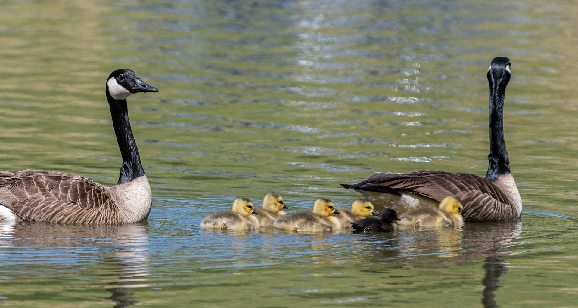 Canada Geese, babies, Libery Lake Park, Bedford County